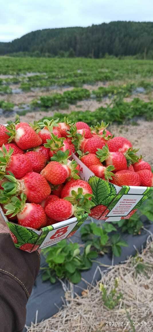 Собирается в лотки по 500 грамм 