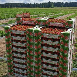 Клубника выращивается в экологически чистом районе Пермского края 